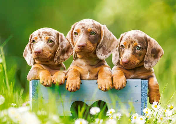 image1_1500pc Cute Daschunds Puzzle